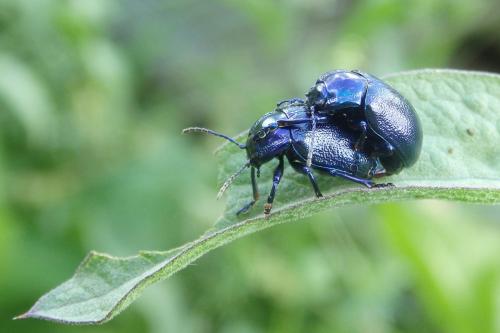 Réf. 284 947 : Oreina caerulea